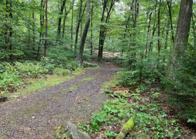 Maple Tree - Trail
